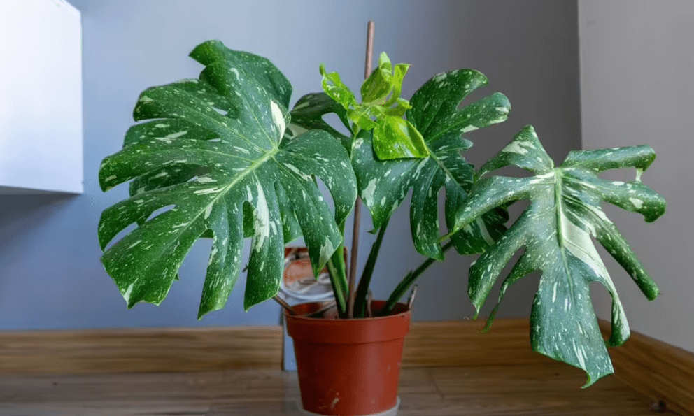 Người bán cây chỉ đích danh 3 cây trồng trong nhà cực “dễ sống”, đặt đúng chỗ là xanh tốt quanh năm