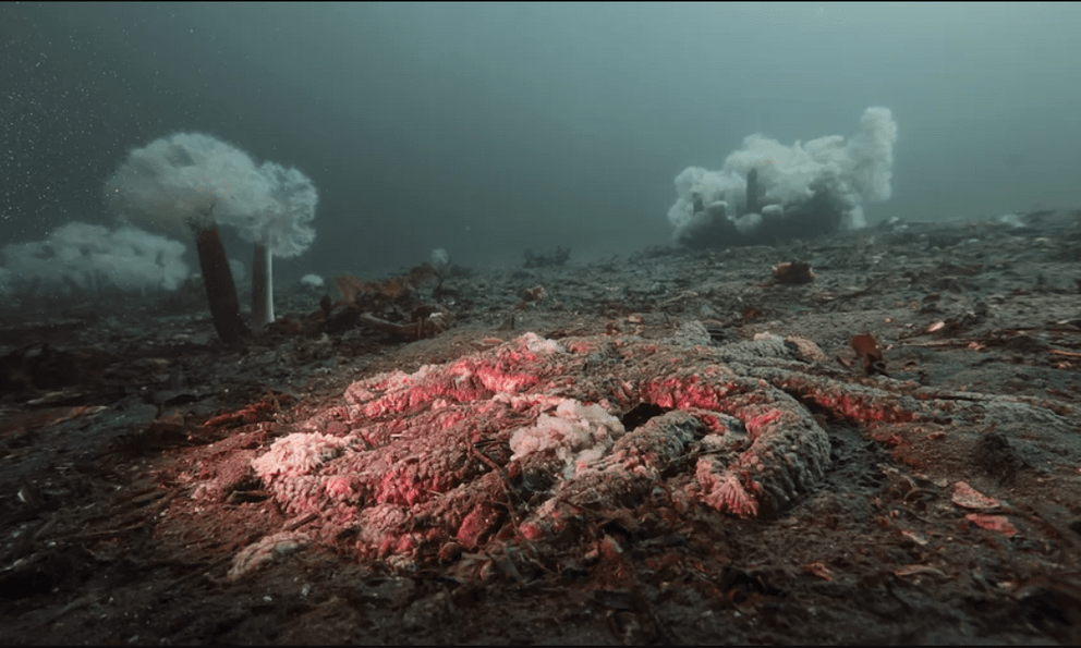 5 tỷ sao biển bỗng dưng chết hàng loạt: Điều gì đang xảy ra dưới đáy biển Bắc Mỹ?