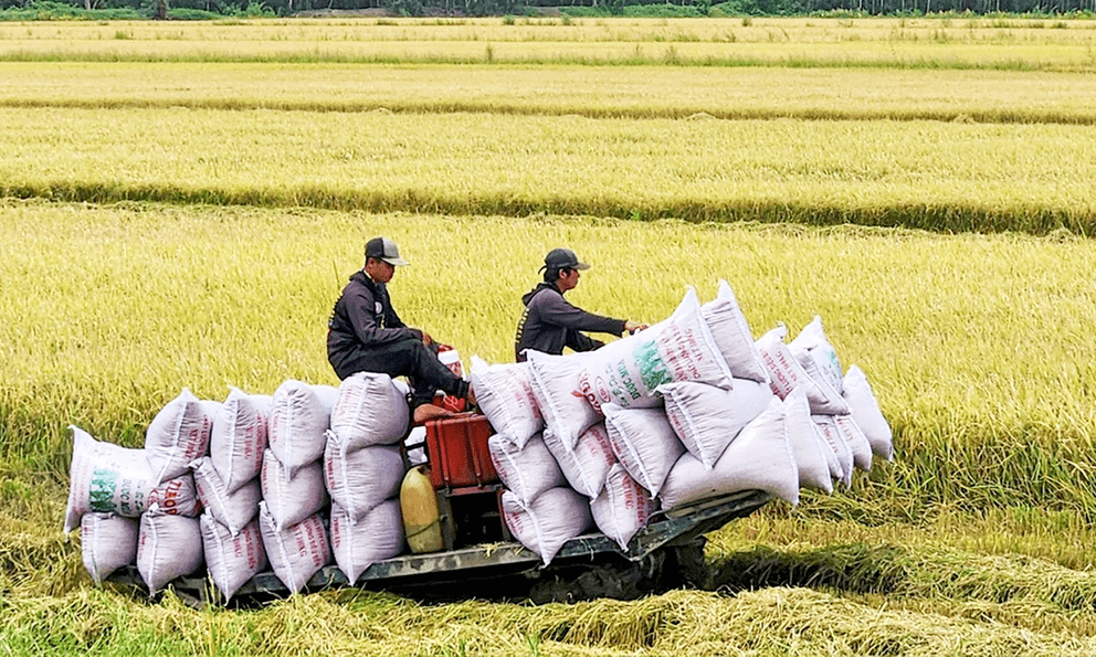 Giống lúa Việt mà nước nhập khẩu gạo số 1 thế giới muốn 