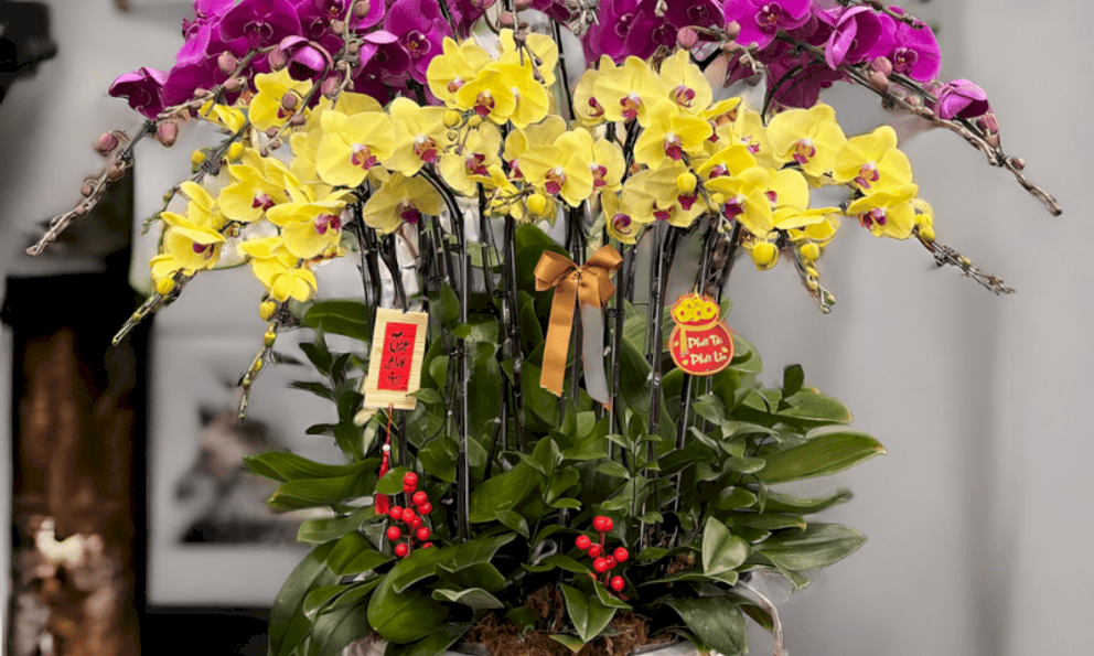 Cảnh báo đặc biệt tới các gia đình đang bày lan ngày Tết