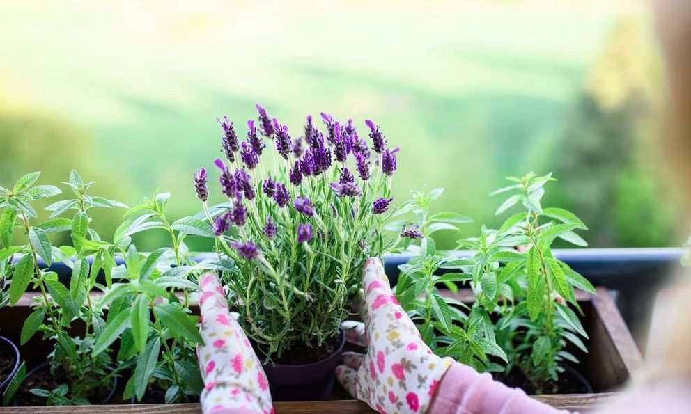 4 loại cây đẹp 