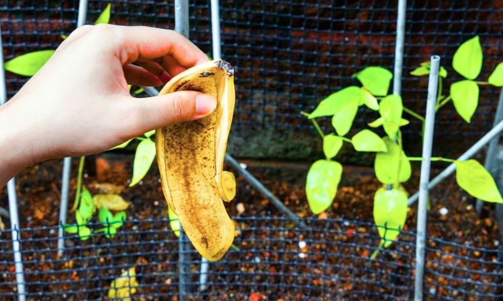 Vứt thứ này ra vườn ngay bây giờ, cây cối tự nhiên xanh tốt suốt xuân hè