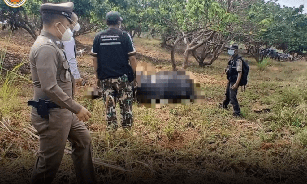 Ghé vườn nhãn, người phụ nữ sững sờ thấy sinh vật khổng lồ nằm bất động, hiện trường lập tức bị phong tỏa