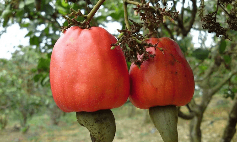 Béo không ngấy, giòn không cứng: Loại hạt Việt Nam xuất khẩu Top 1 thế giới, thu về 5 tỷ USD