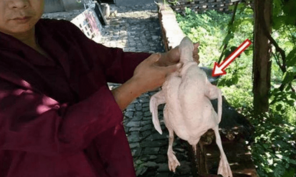 Mổ vịt cúng Tết, người đàn ông sững sờ nhận được “lì xì” trời ban 