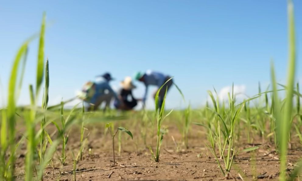 Mang một thứ sang Cuba, kỹ sư Việt khiến nông dân 