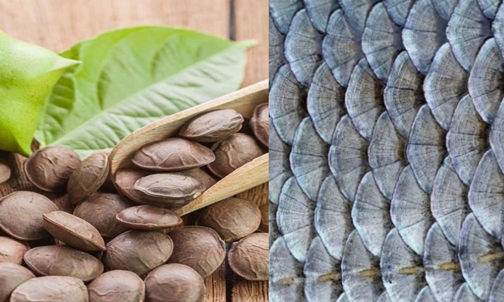 Từ vảy cá và hạt cây: Sáng chế độc quyền của nhà khoa học Việt khiến nhiều người kinh ngạc