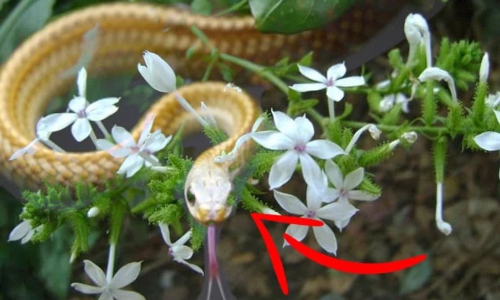 4 loại cây phổ biến ở Việt Nam nhưng dễ thu hút rắn vào nhà, gia chủ cần hết sức cảnh giác 