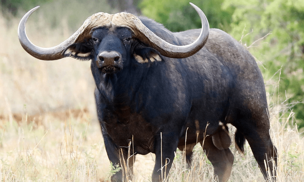 Con trâu đắt nhất thế giới giá gần 300 tỷ đồng gây chấn động: Sở hữu 