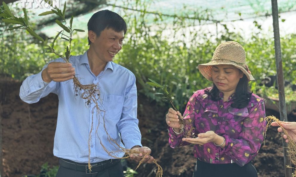 Kỹ sư bỏ việc về quê trồng cây lấy rễ 