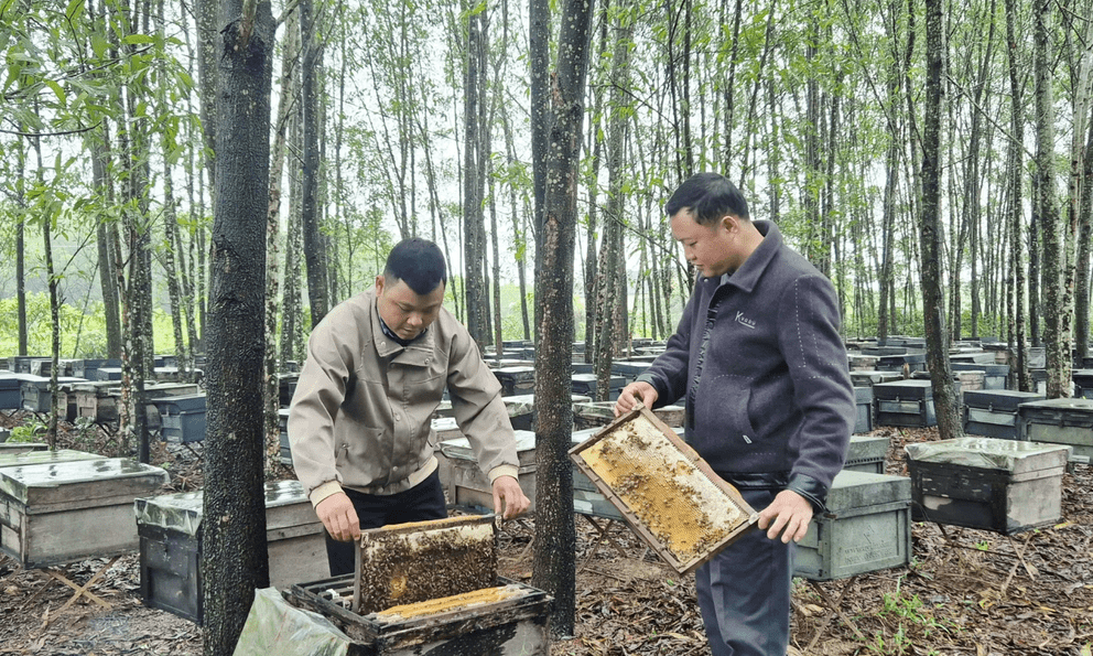  Ít ai ngờ sản vật quen thuộc của nông dân Việt lại xuất khẩu sang Mỹ, châu Âu với doanh thu gần 20 tỷ/năm