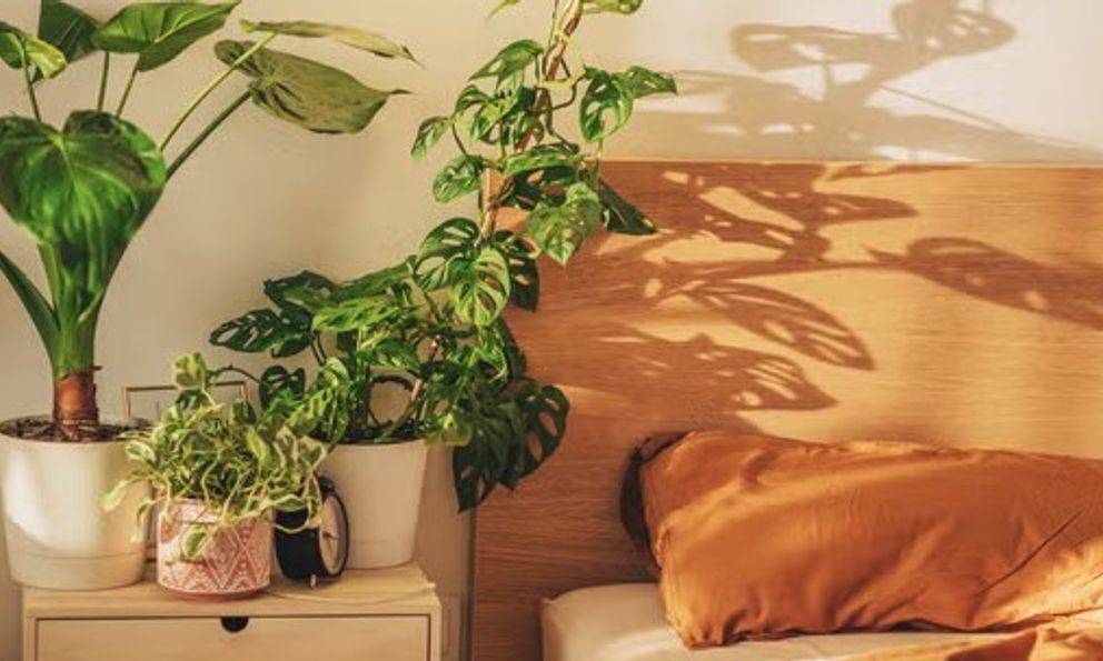 3 loại cây cảnh tuyệt đẹp cần có trong nhà để ngủ ngon, sung sức