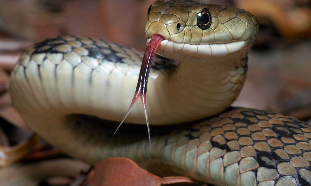 Làm thế nào để phát hiện có rắn trong vườn nhà? Chuyên gia chỉ ngay 6 dấu hiệu này