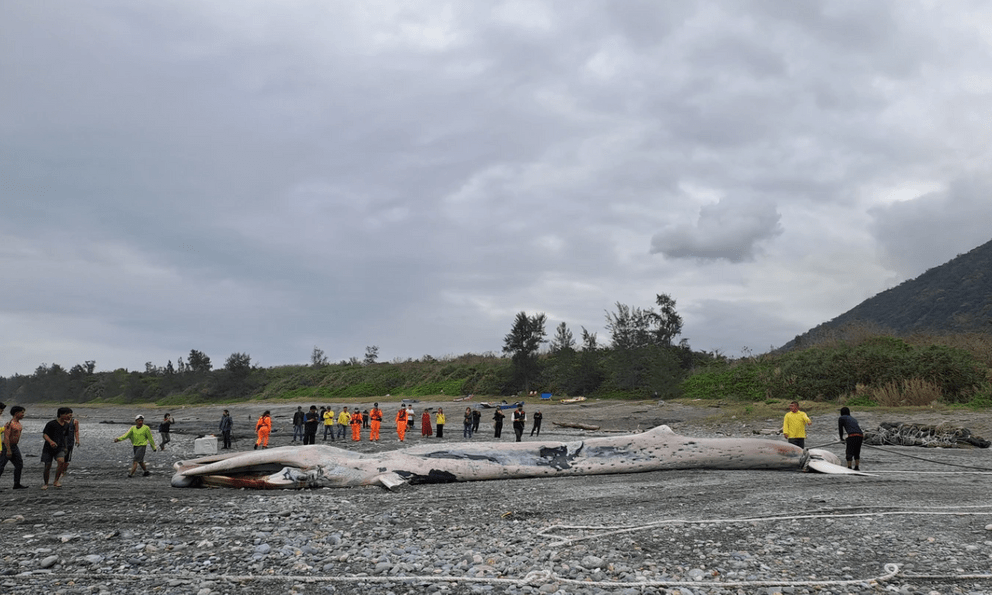 Phát hiện sinh vật khổng lồ dài hơn 15m mắc trong lưới, chuyên gia lập tức tới tận nơi: Cảnh khó tin!