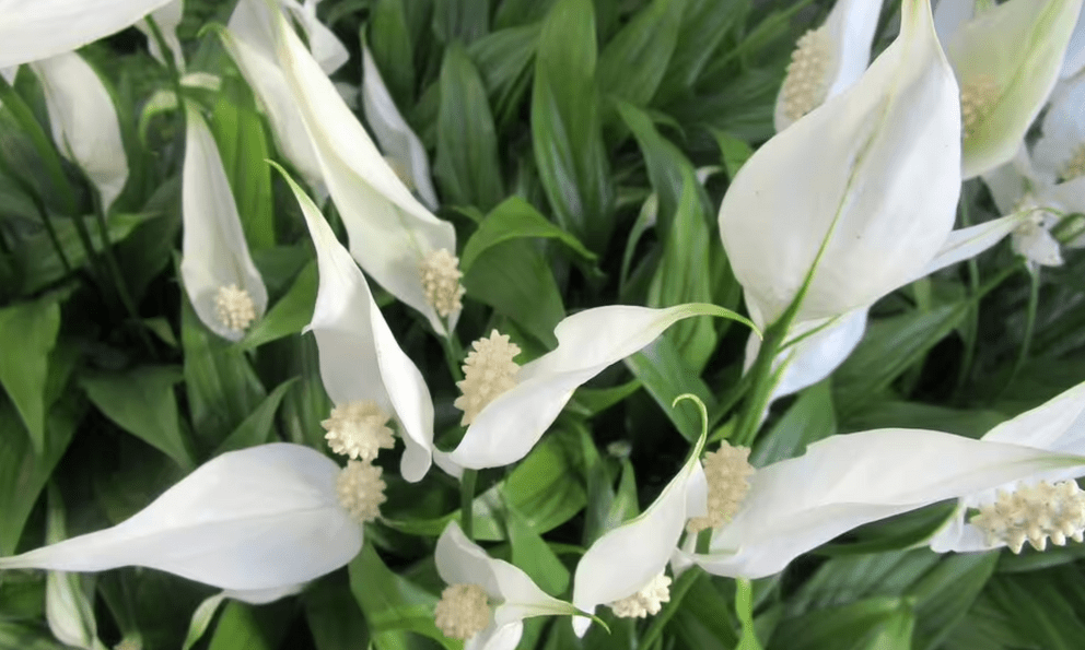 Bí quyết giúp lan ý nở hoa liên tục mà không cần phân bón đắt tiền