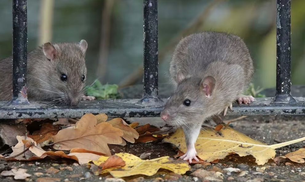 8 “thủ phạm” lôi kéo chuột vào nhà mùa xuân này: Sửa ngay còn kịp!