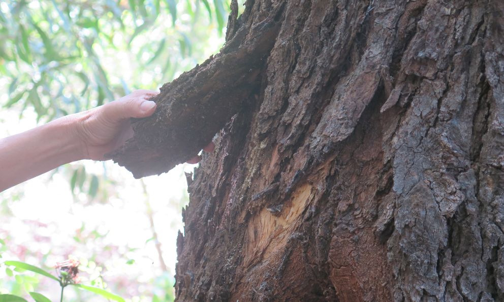 Việt Nam sở hữu 