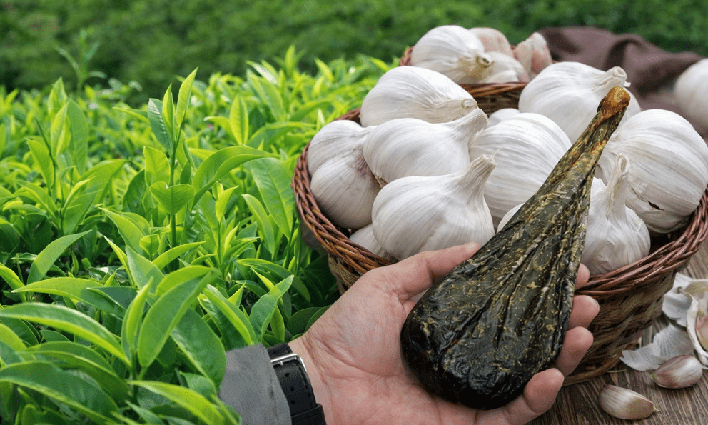 Độc quyền sáng chế: Các nhà khoa học Việt Nam tạo dấu ấn đột phá từ dược liệu, hỗ trợ 'mặt hàng tỷ USD'