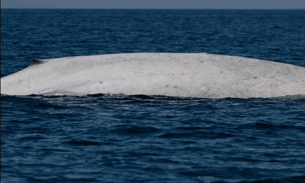 Ngư dân tưởng nhìn nhầm khi thấy sinh vật trắng toát giữa biển, chuyên gia xác nhận: Tỷ lệ chỉ 0,0025%