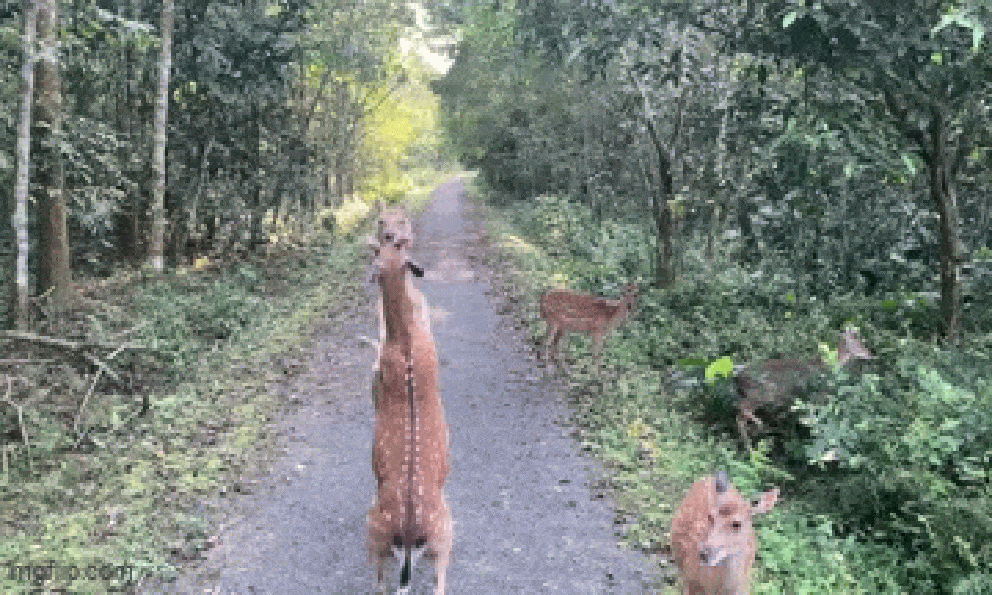 Clip 2 con hươu sao 