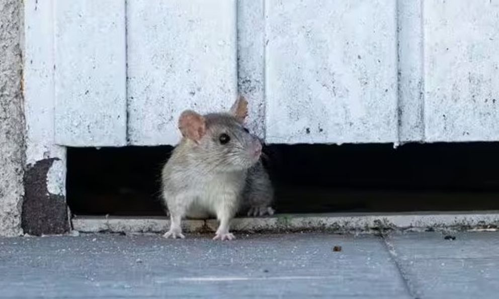 Vứt thứ này ra vườn, chuột tự nhiên 