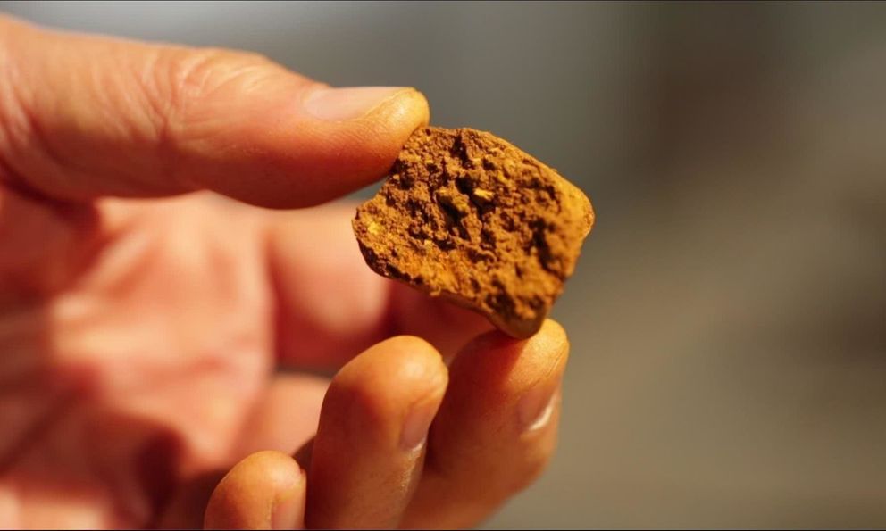 Thứ có trong nội tạng bò đắt hơn vàng: Dược liệu hiếm đắt đỏ bậc nhất thế giới, giá gần 7 tỷ đồng/kg