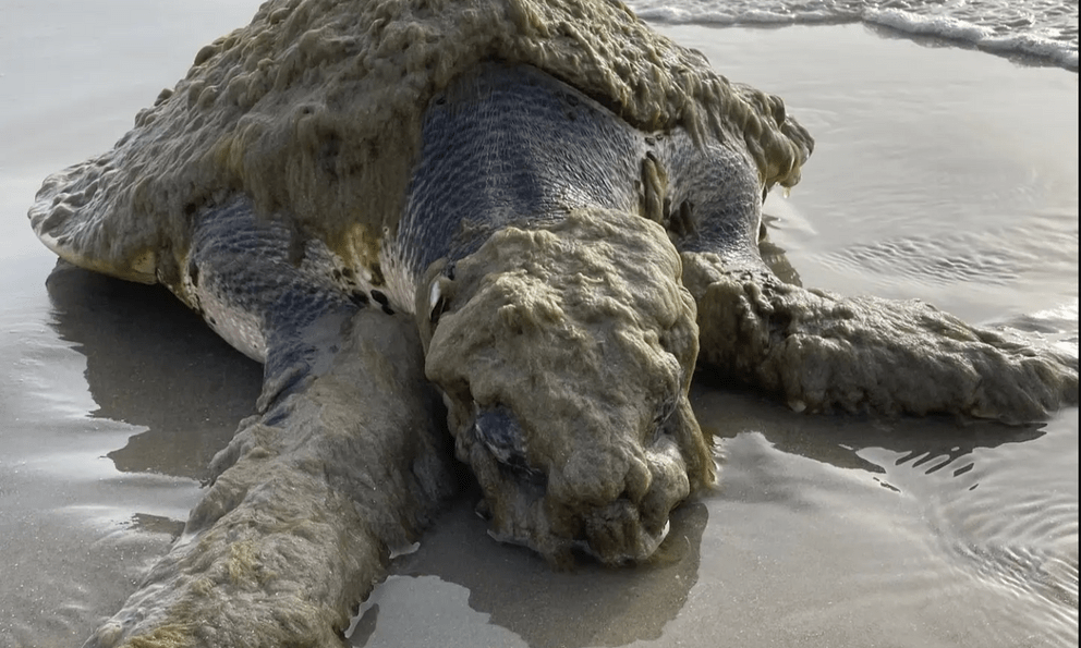 Cứu hộ tưởng nhìn nhầm khi thấy sinh vật đầy 