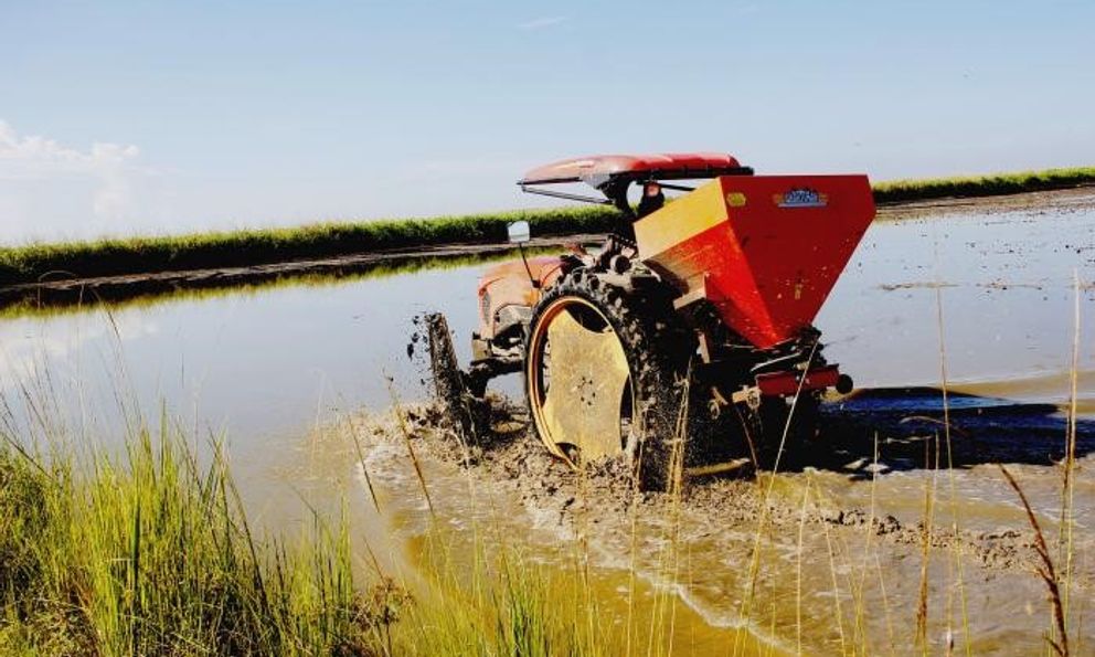 Quốc gia tiêu thụ gạo lớn 