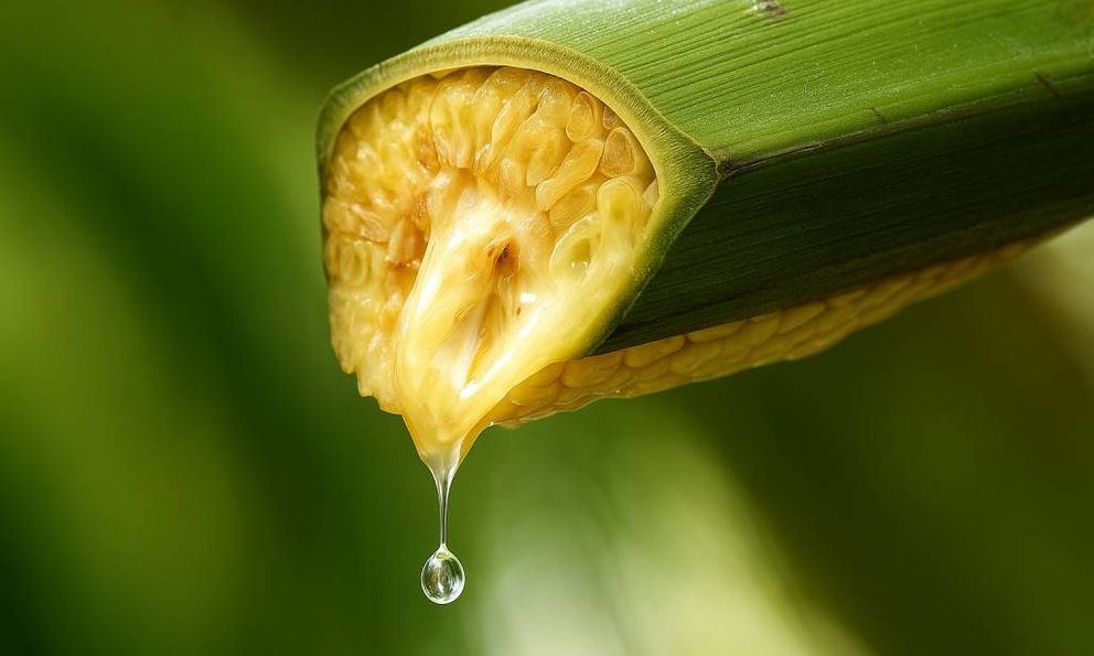 Vợ chồng Thạc sĩ bỏ phố về quê lập nghiệp 