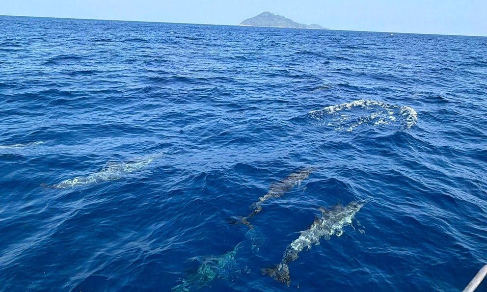 Tuần tra tưởng ảo giác khi thấy hơn 100 sinh vật trồi lên giữa biển, chuyên gia nói: Hiện tượng cực hiếm