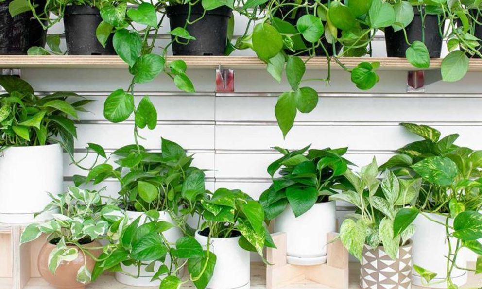 3 loại cây đặc biệt hợp với gia đình nhỏ: Biết trồng thì cả nhà đều vui