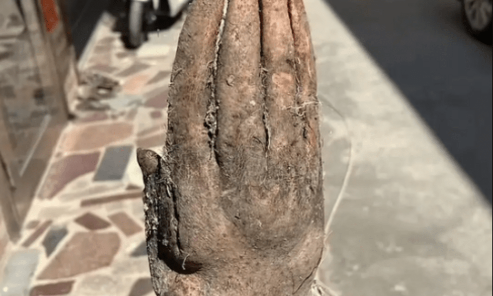 Đào được nguyên 