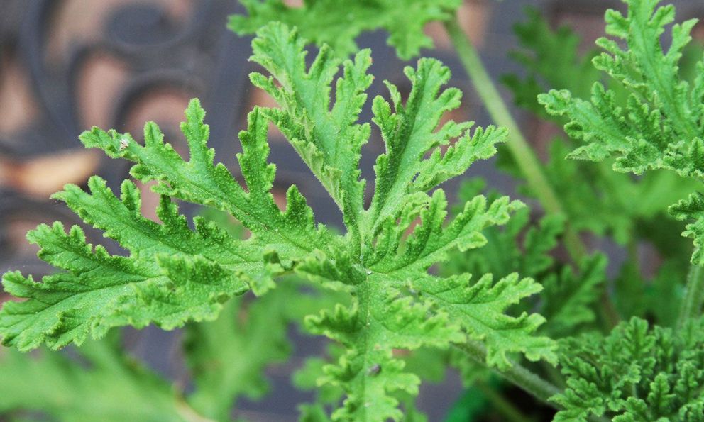 5 loại cây đuổi muỗi, nên trồng ngay trong nhà