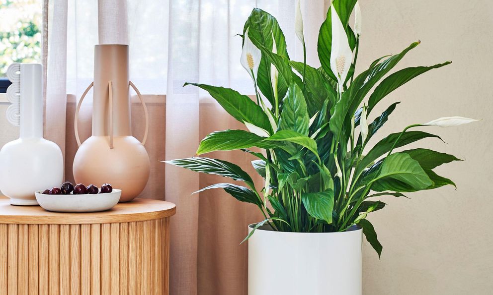 Cây lan ý sẽ tươi tốt và nở hoa rực rỡ nếu được đặt ở vị trí này trong nhà