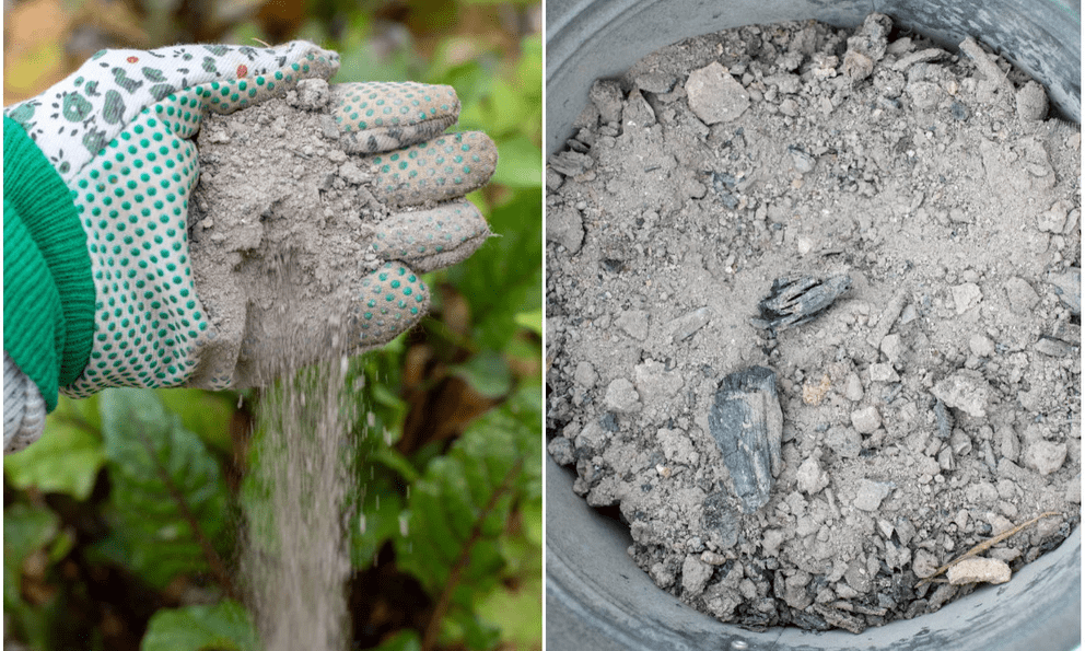 Mùa xuân rắc thứ này ra vườn, cây cối xanh tươi, sâu bệnh biến mất