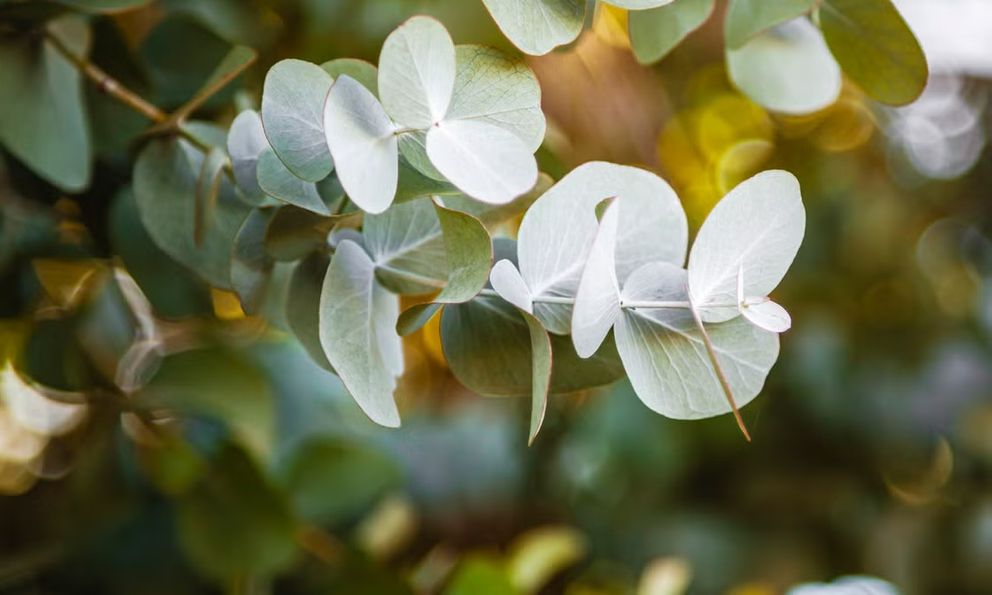 9 loại cây đuổi muỗi nên trồng ngay trong nhà vào mùa hè này