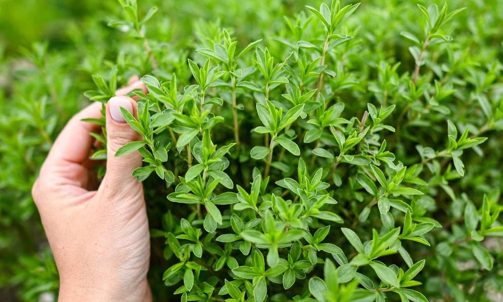 8 loại cây muỗi rất 