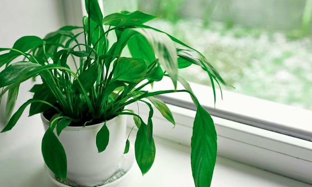 4 loại cây rất hợp cho người trên 40 tuổi: Trồng trong nhà hay ngoài sân đều có lợi