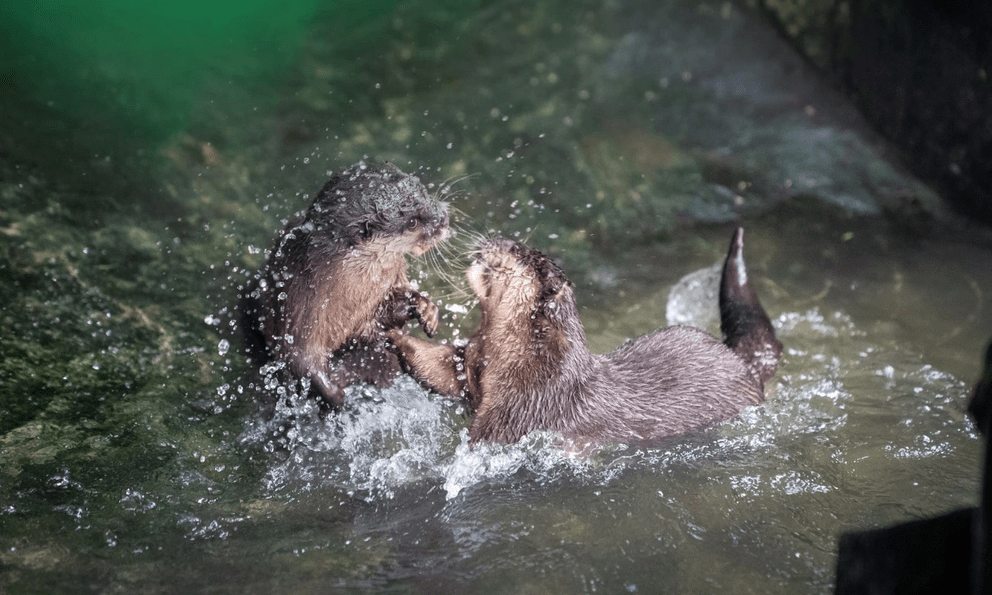 Bất ngờ trong VQG Chư Mom Ray: 