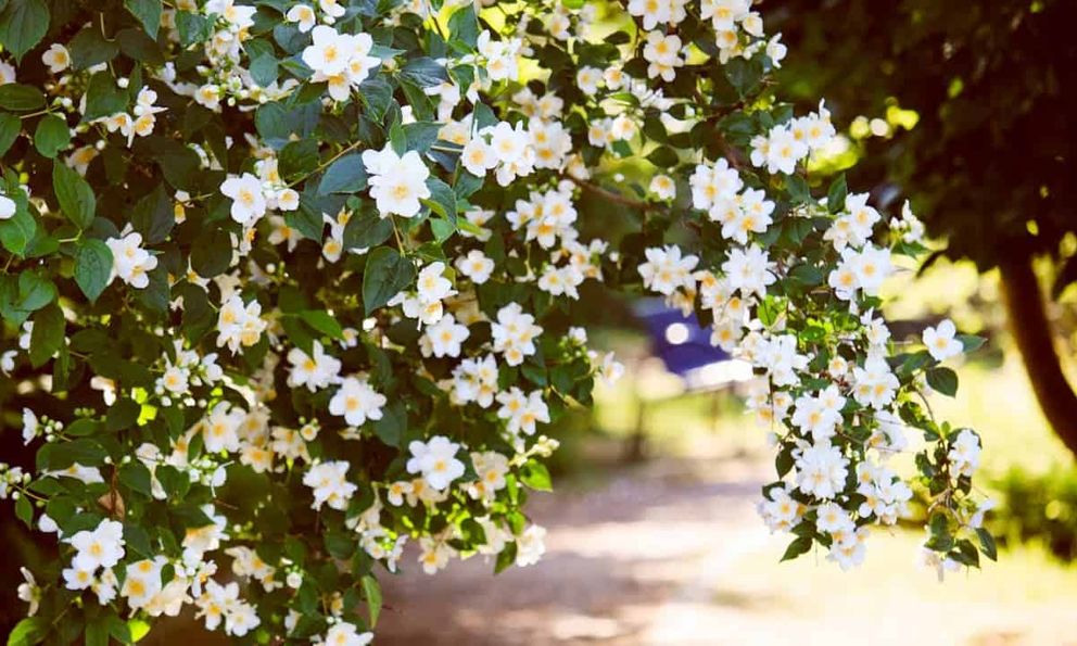 6 loại cây nở hoa vào ban đêm, nên trồng trong vườn nhà ngay