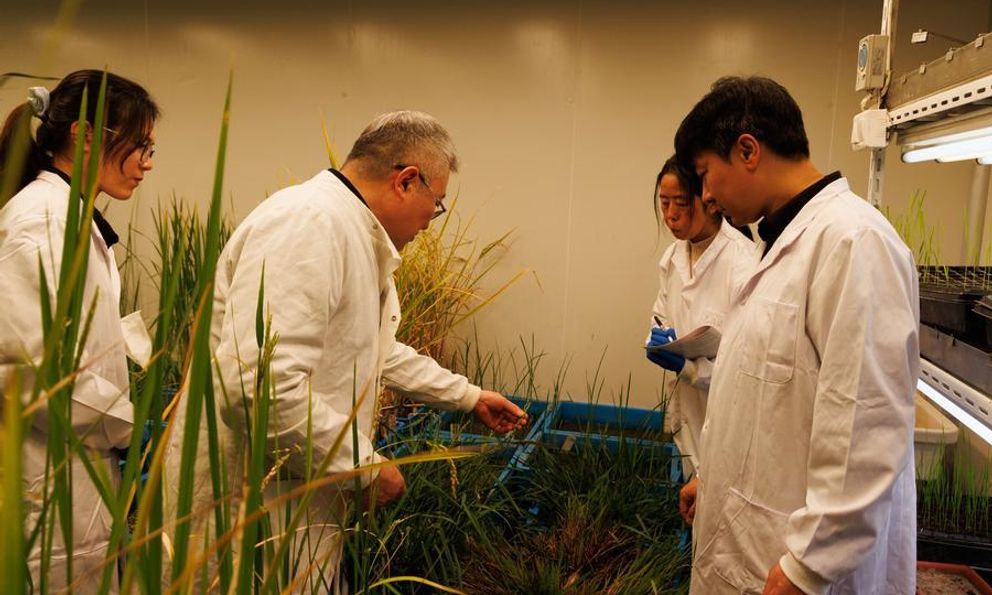 Giải mã gen bí ẩn, Trung Quốc tiến gần kỷ nguyên trồng lúa chưa từng có