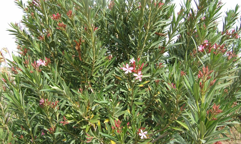 Loại cây “gọi” rắn tới nhà, chứa chất cực độc: Nhiều gia đình trồng mà không biết