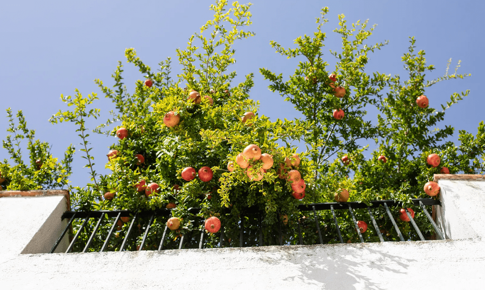 7 loại cây ăn quả có thể trồng ở ban công: Vừa đẹp mắt, vừa có trái sạch cho cả gia đình