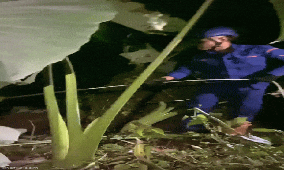 Thấy con trăn lảng vảng trong vườn, người đàn ông chạy đến thì chứng kiến cảnh tượng đáng sợ