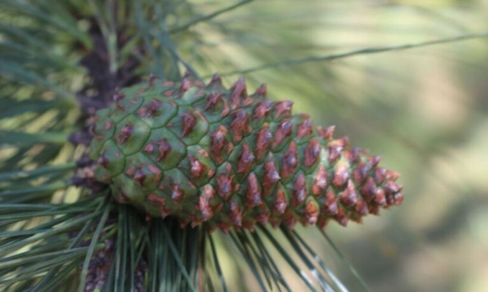 Ít ai biết: Cuba đang dùng công nghệ sinh học để tạo ra những cánh rừng 