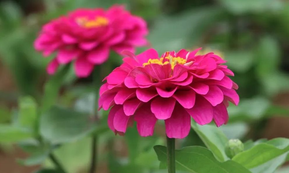 6 loại hoa nên gieo trồng ngay lúc này