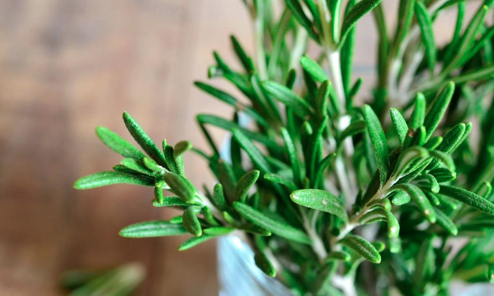 3 loại cây tuổi 40 rất cần