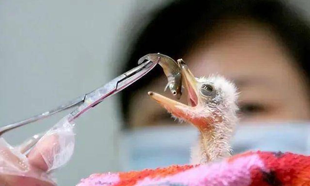 Đi câu cá, người đàn ông bất ngờ đụng độ loài vật hiếm hơn gấu trúc: Cả thế giới chỉ còn 1.000 con