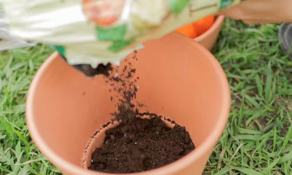 Sai lầm khi trồng cây trong chậu khiến cây 