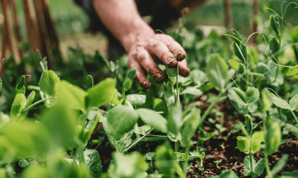 5 loại rau dễ sống, năng suất cao nên trồng ngay bây giờ